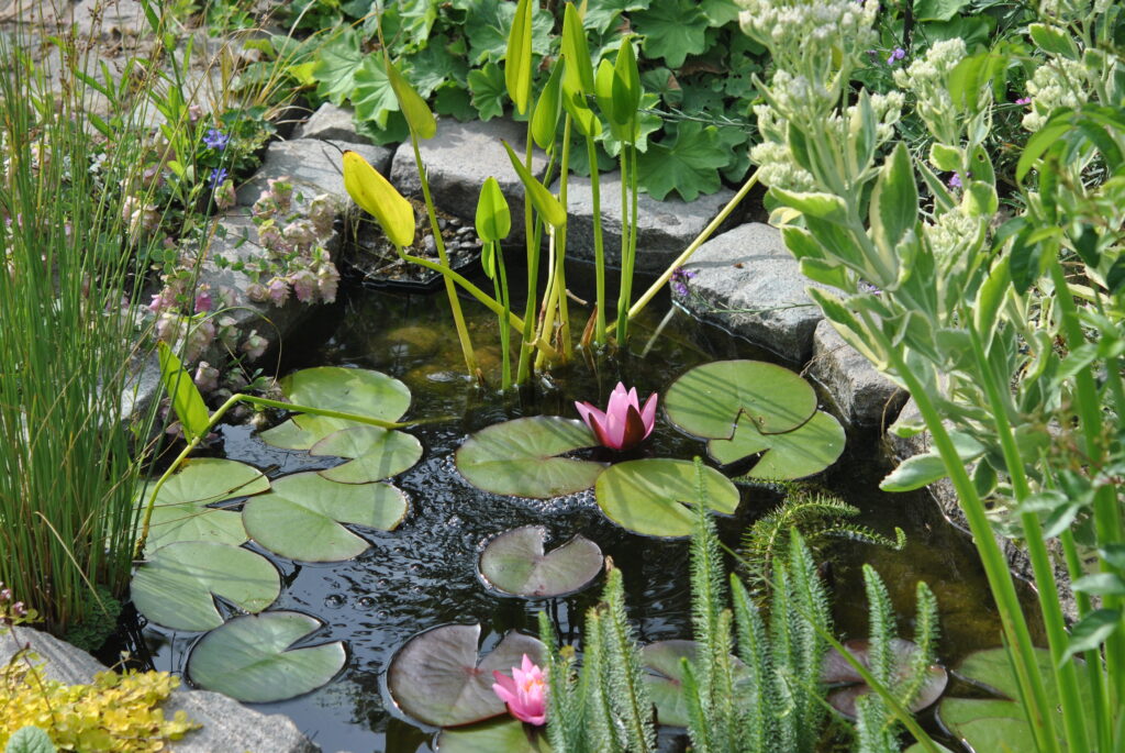 Jardin Paysage De Style Paysagiste Saint Cast Le Guildo DSC 3678