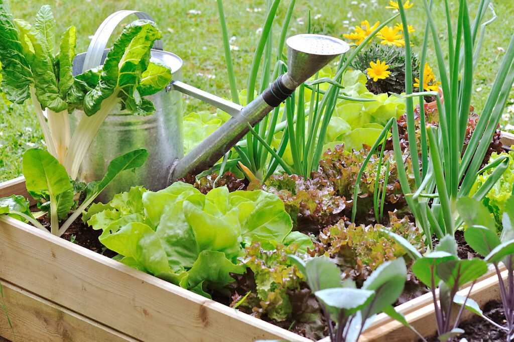 Comment Créer Un Potager Rapidement ?